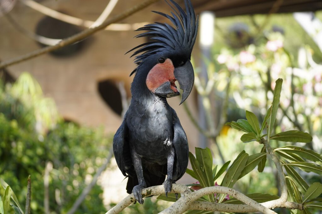 palm-cockatoo-7167168_1280
