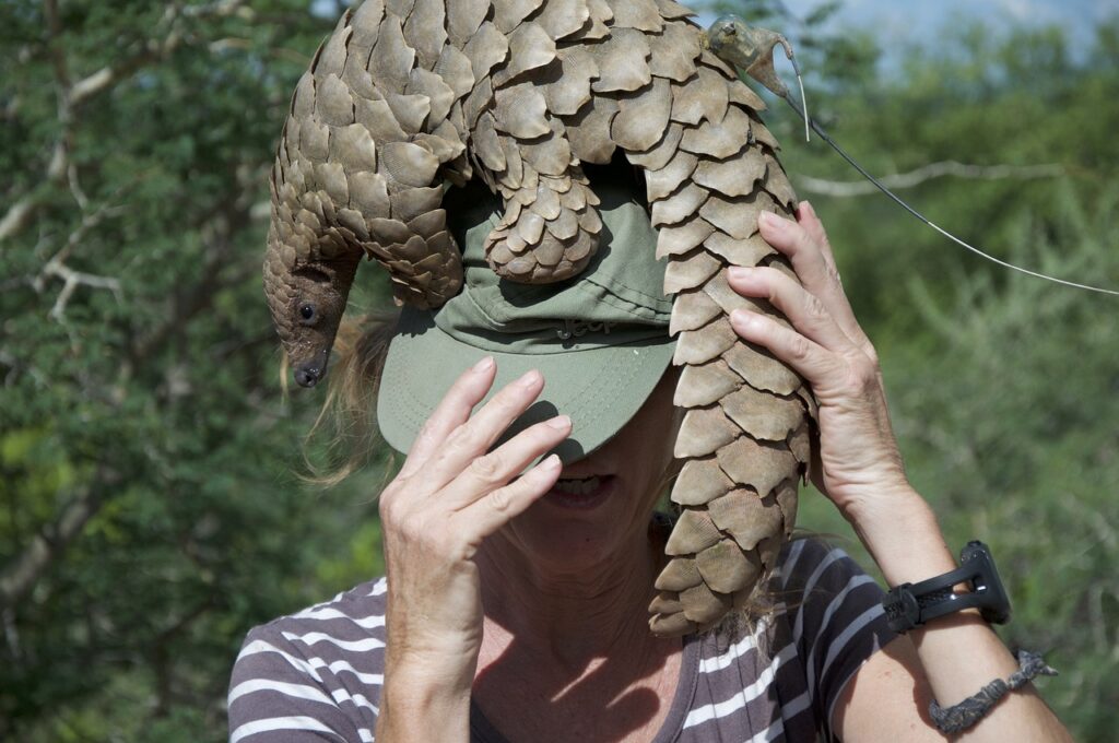 pangolin-4926259_1280