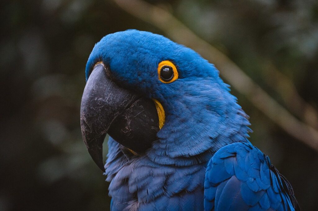 Hyacinth Macaw