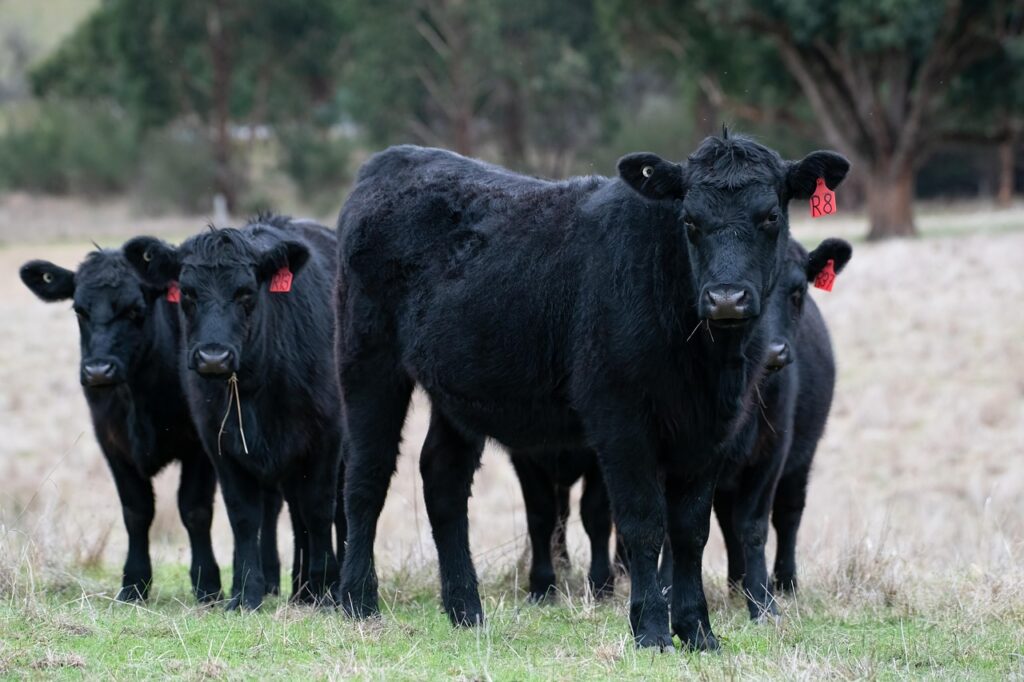 Angus Cattle