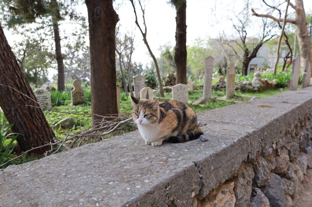 Pet Cemetery Shrinking