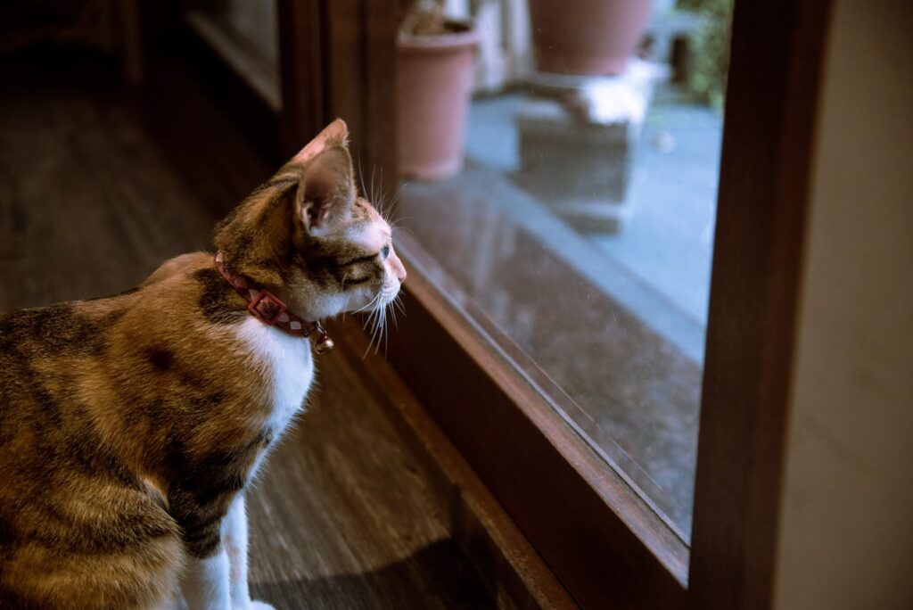 Cat looking out window