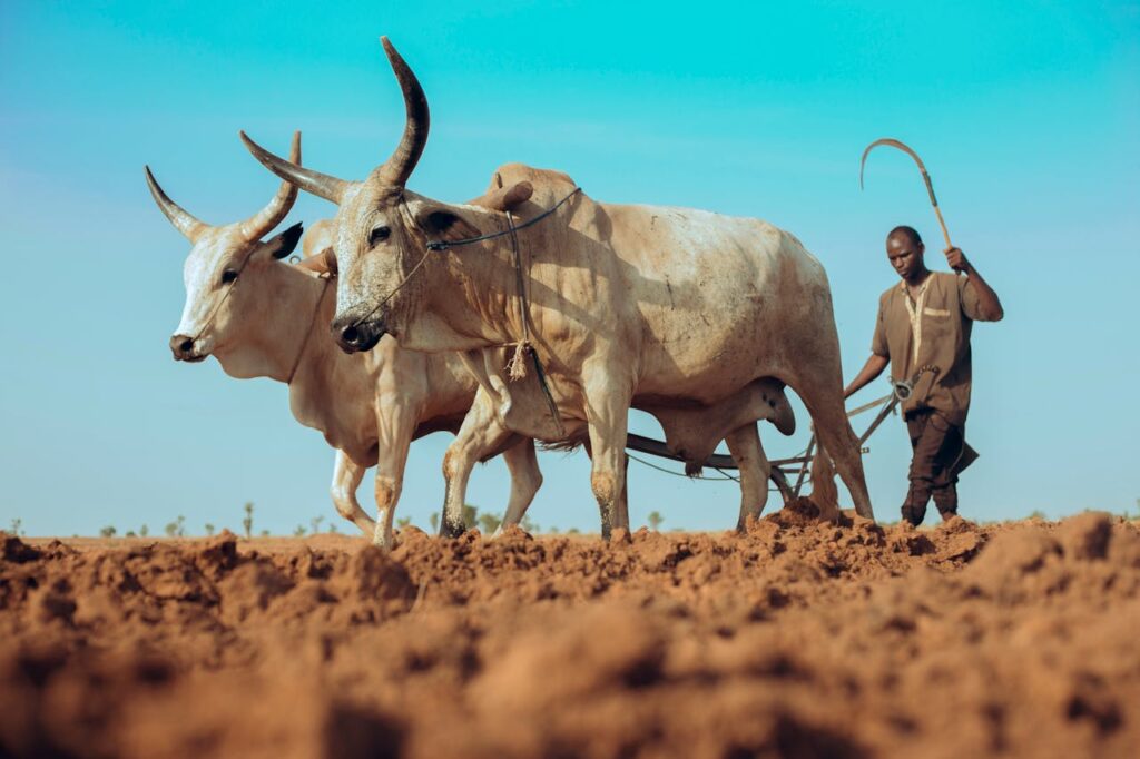 Oxen
