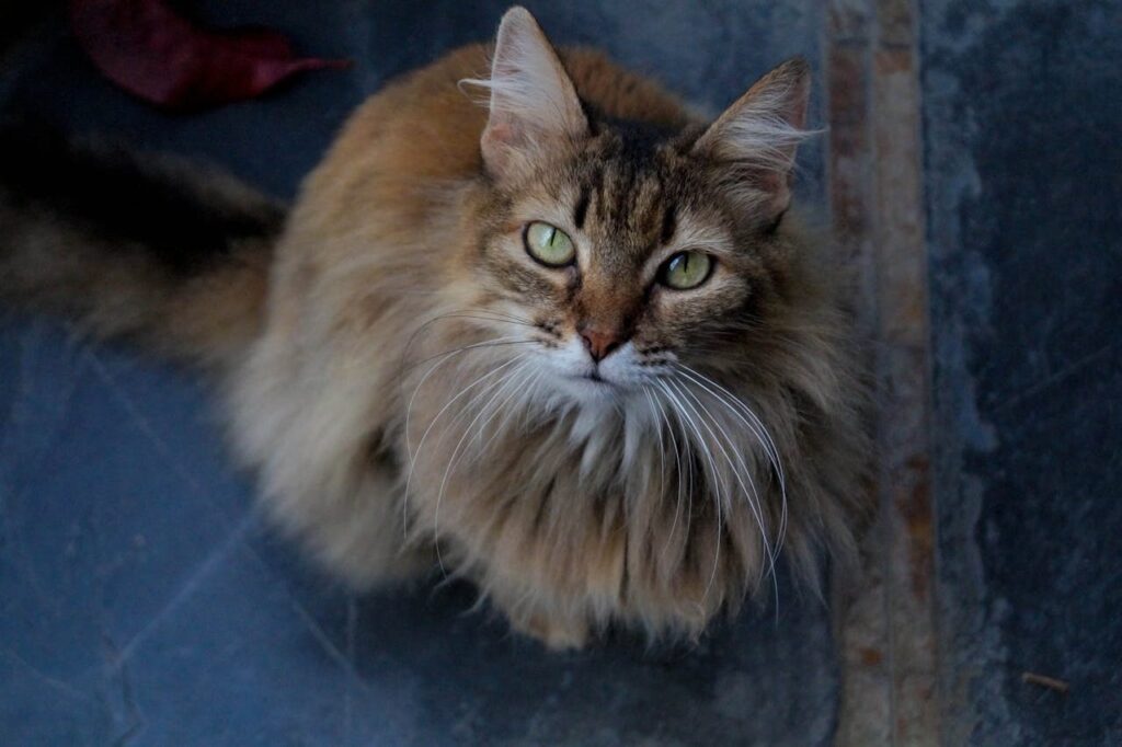 Manx