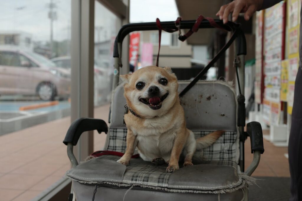 pet stroller