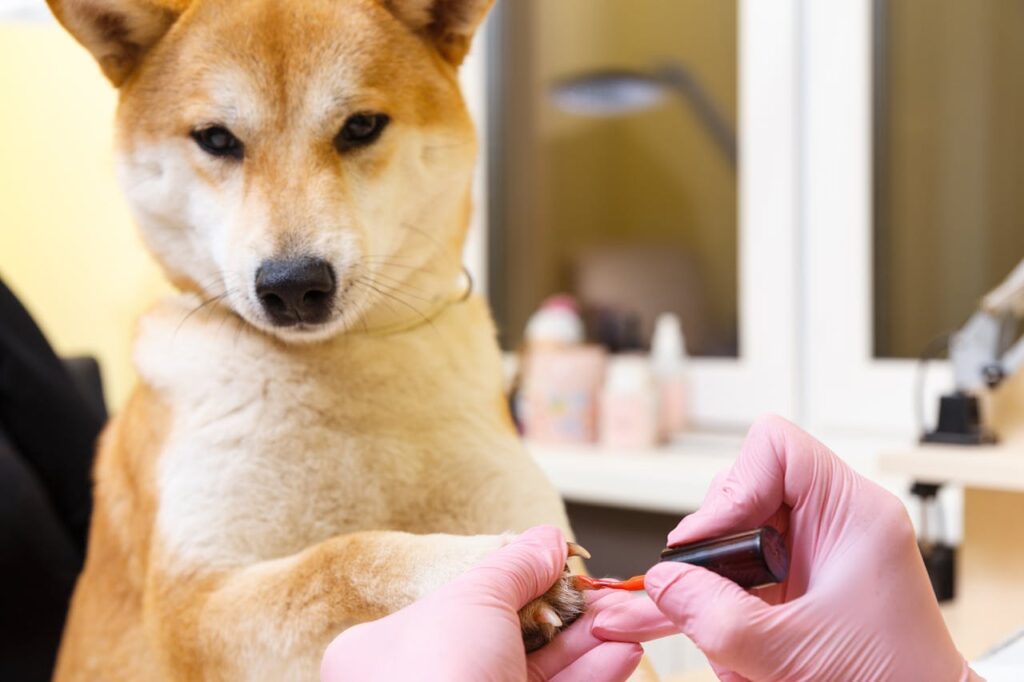Shiba Inu
