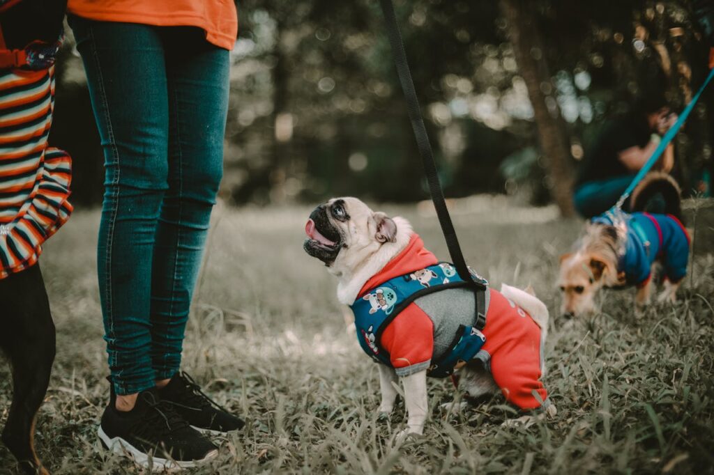 Pet dressing