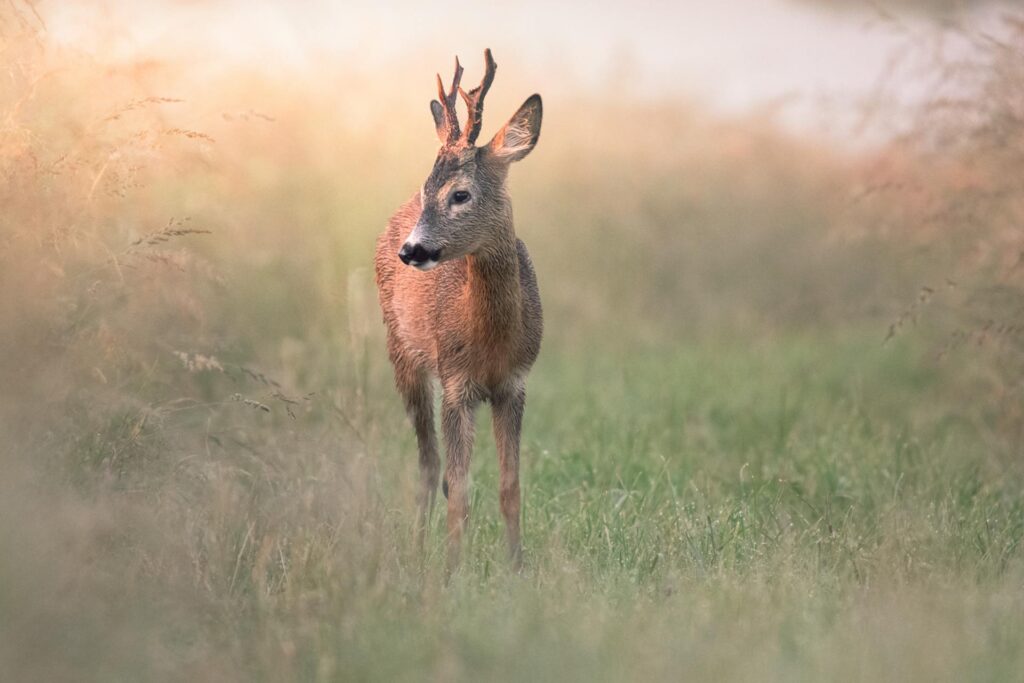 Young deer