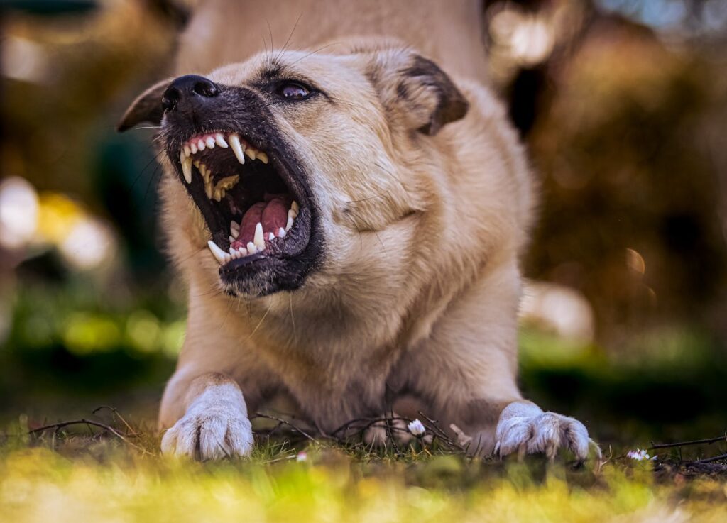 Dog showing teeth to another dog