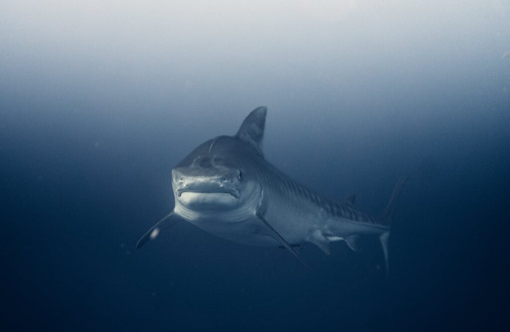 Great white shark