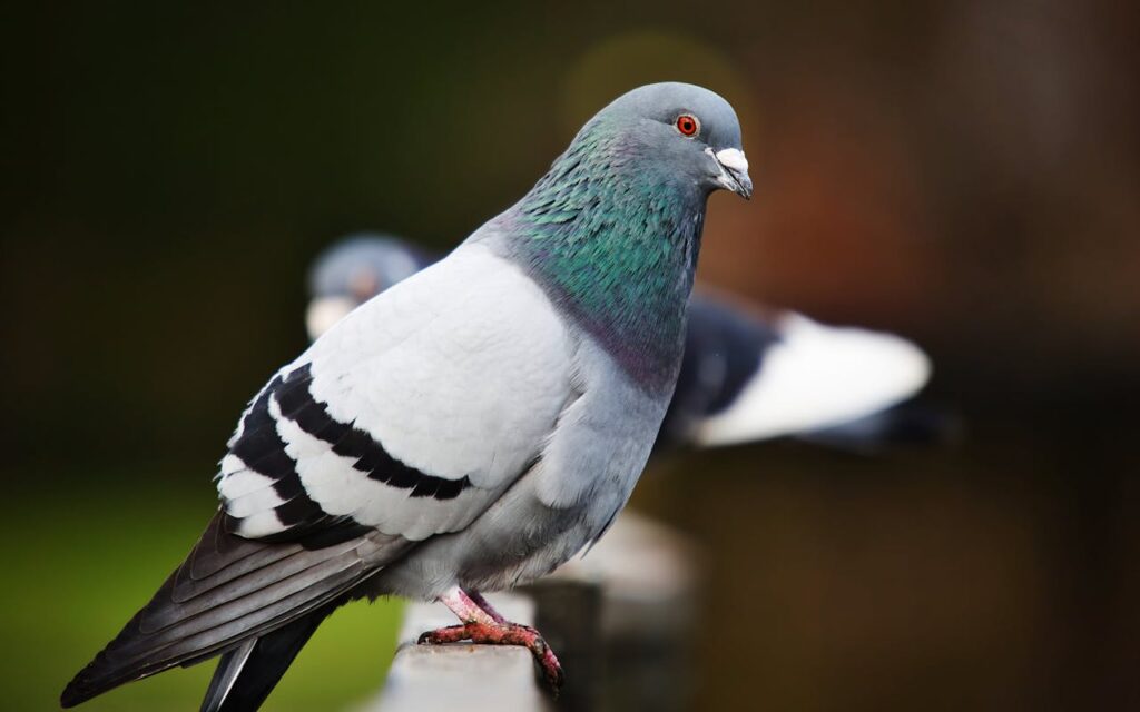 Pigeon