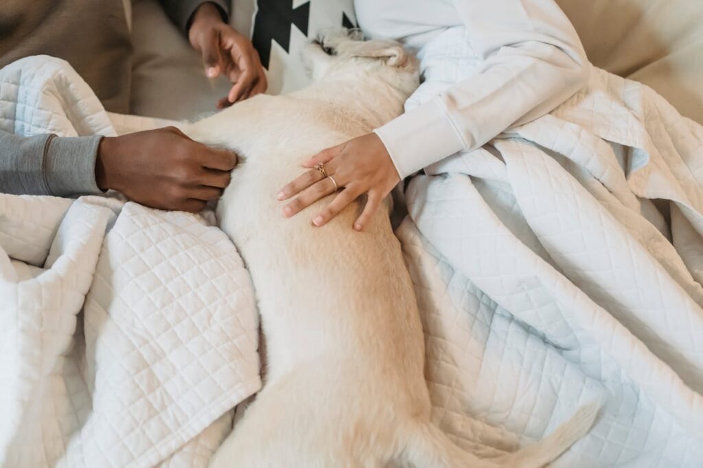 Dog cuddling