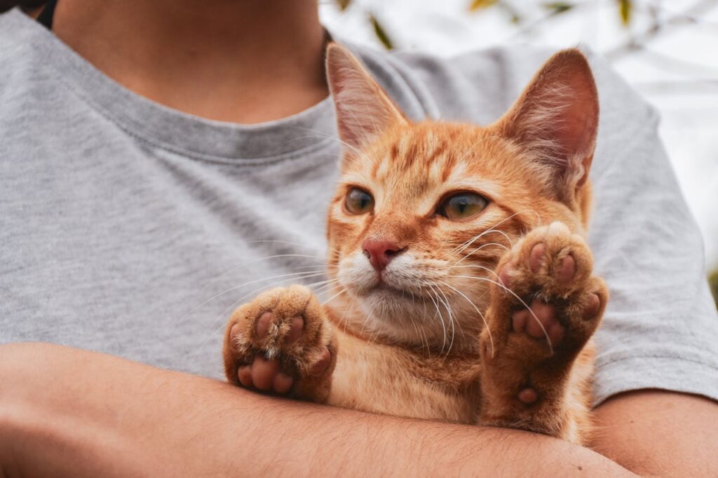Cat with owner