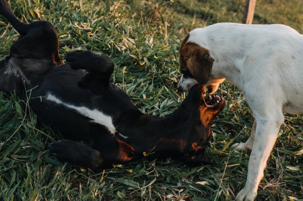 Two dogs tumbling or wrestling playfully