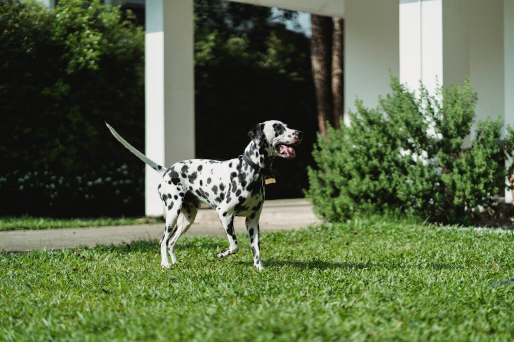 Dalmatian