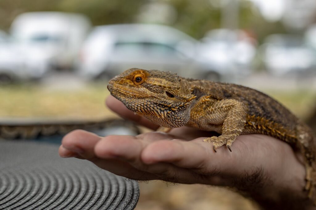 Pet Lizard
