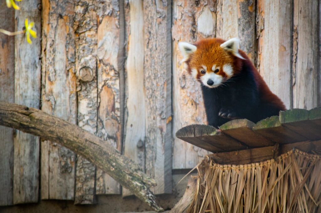 Red Panda