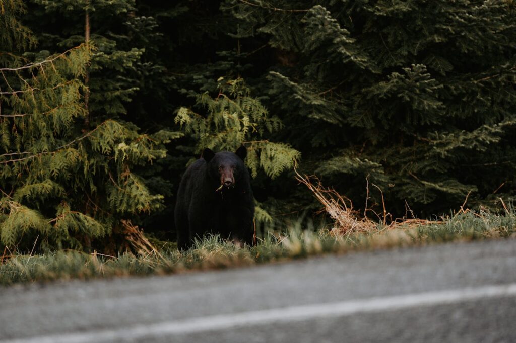 Black bear in forest