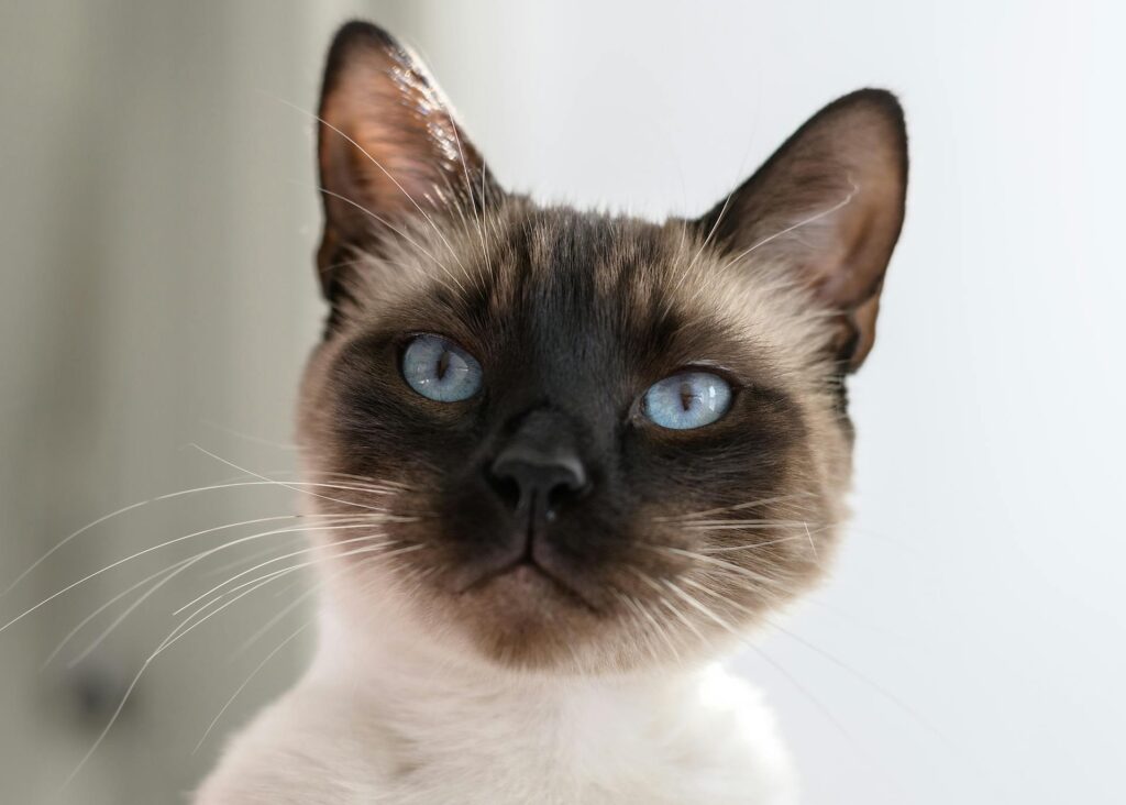 Siamese