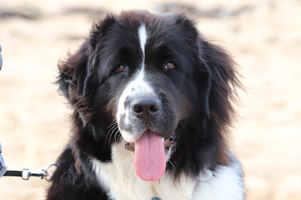 Newfoundland