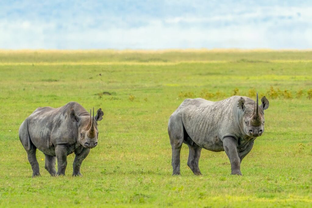 Rhinoceroses