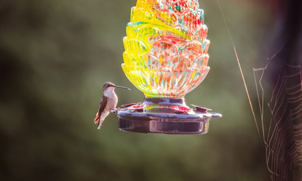 Humming Bird Feeder
