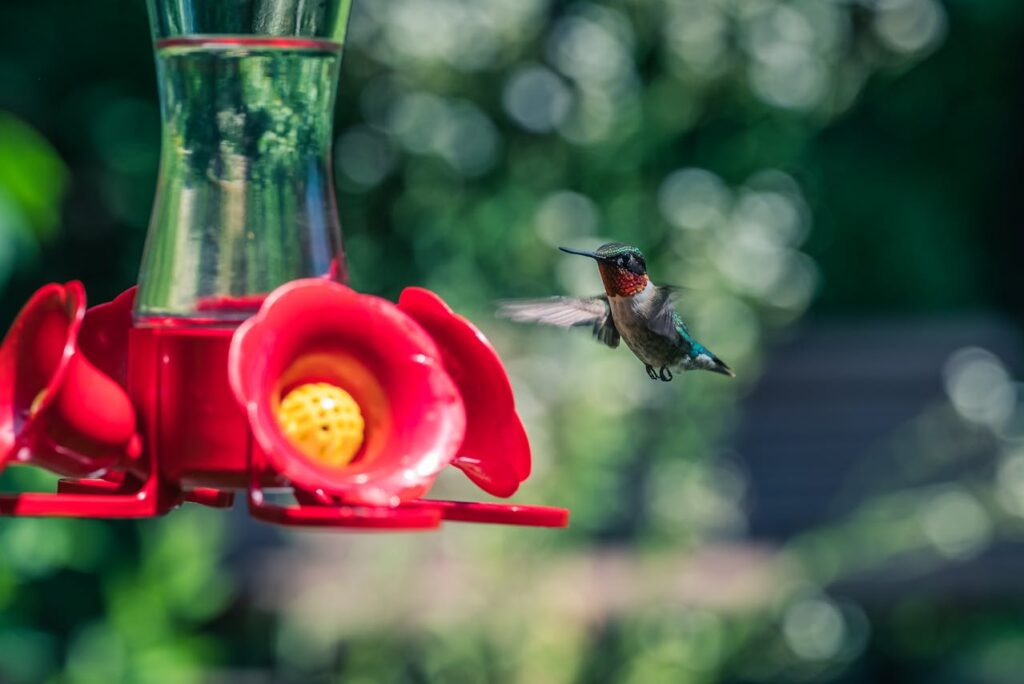 Humming Bird Feeder