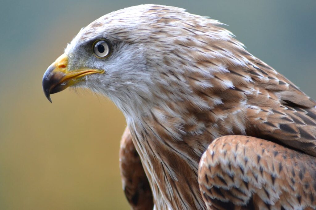 Eagle