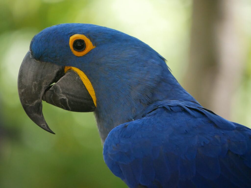 Hyacinth Macaw