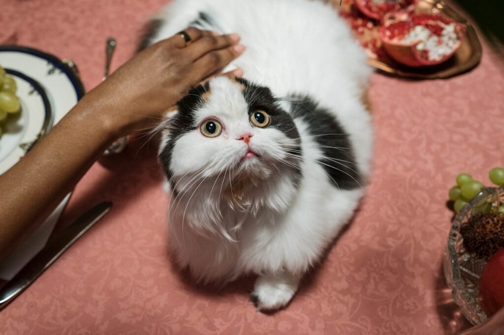 Cat with human