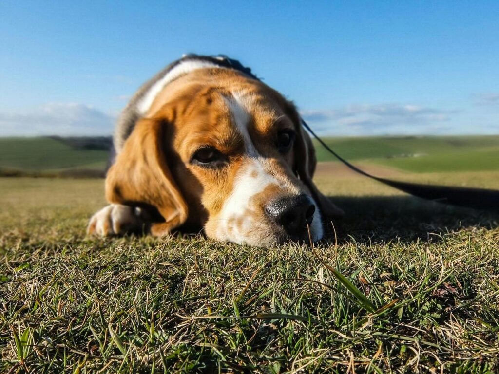 dog sad