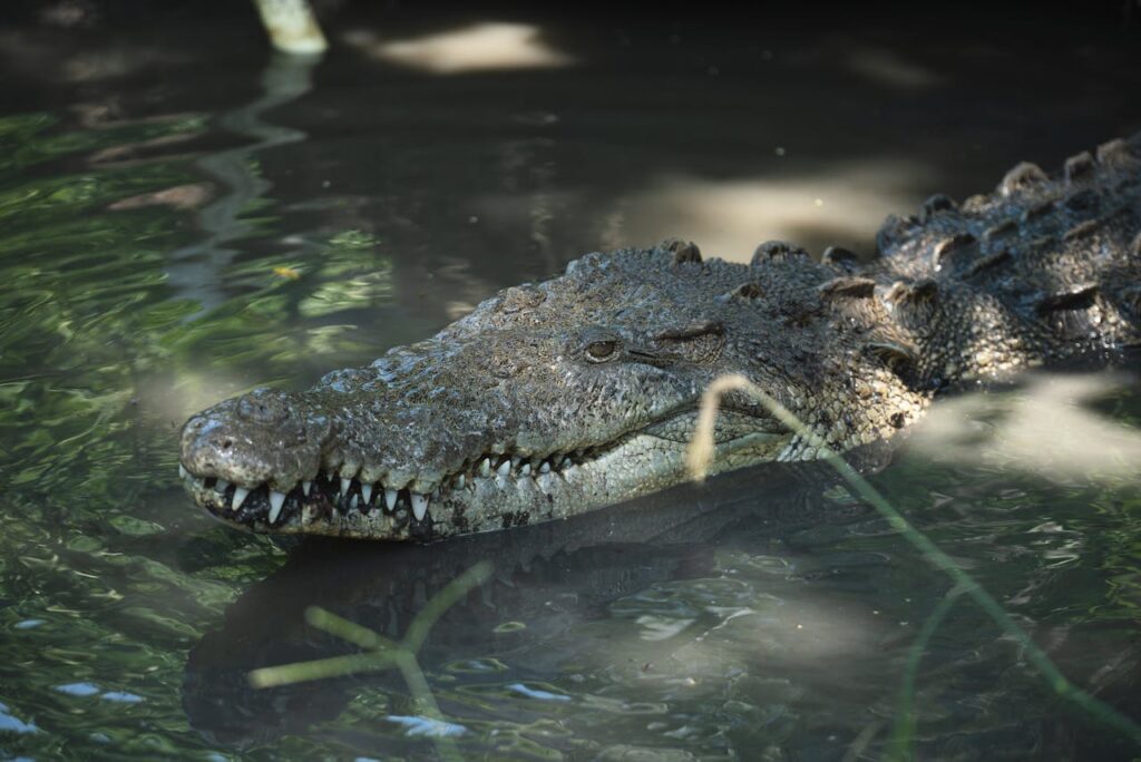 Alligator