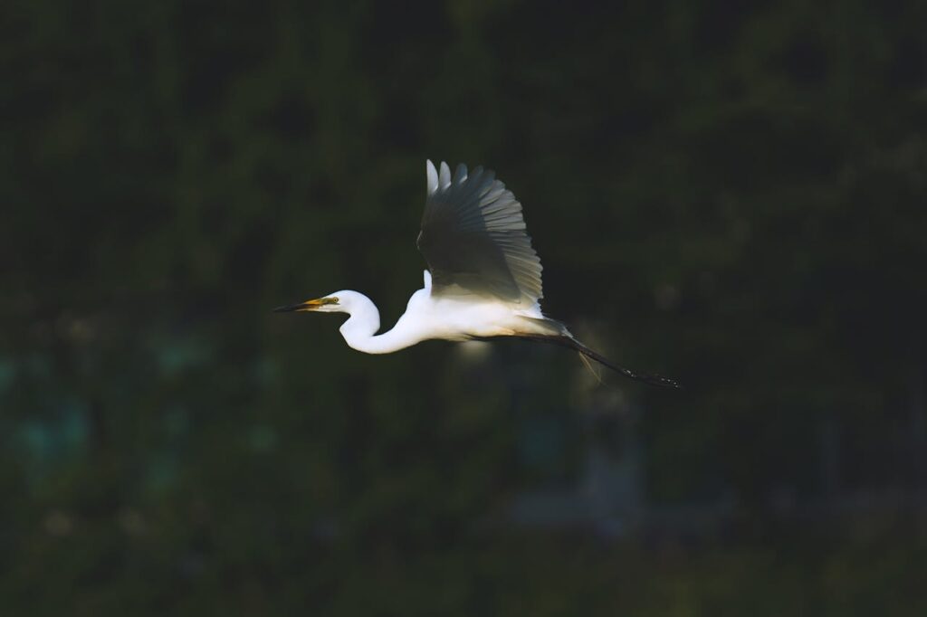 Great Egret