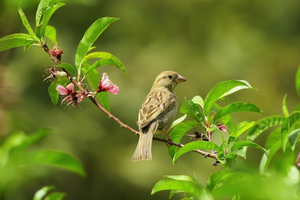 Bird In Garden