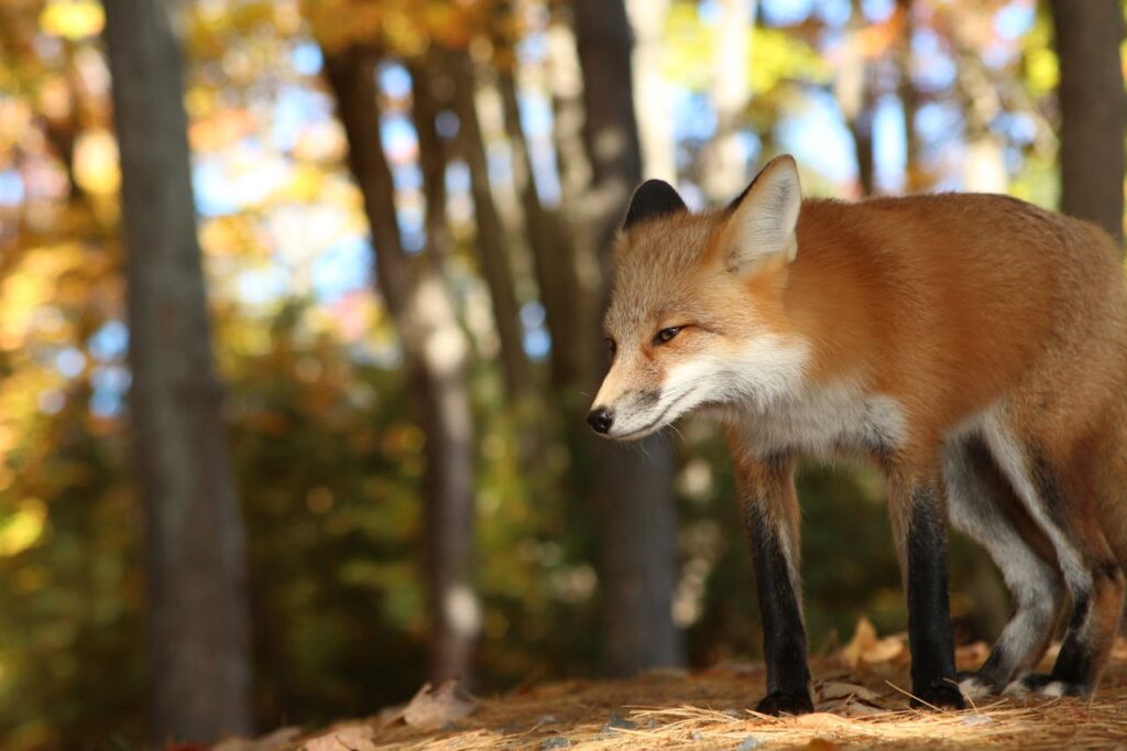 Red fox