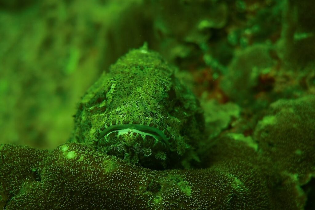 Stonefish