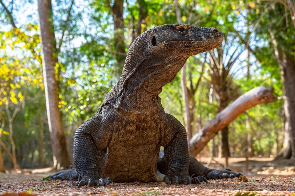 Komodo Dragon