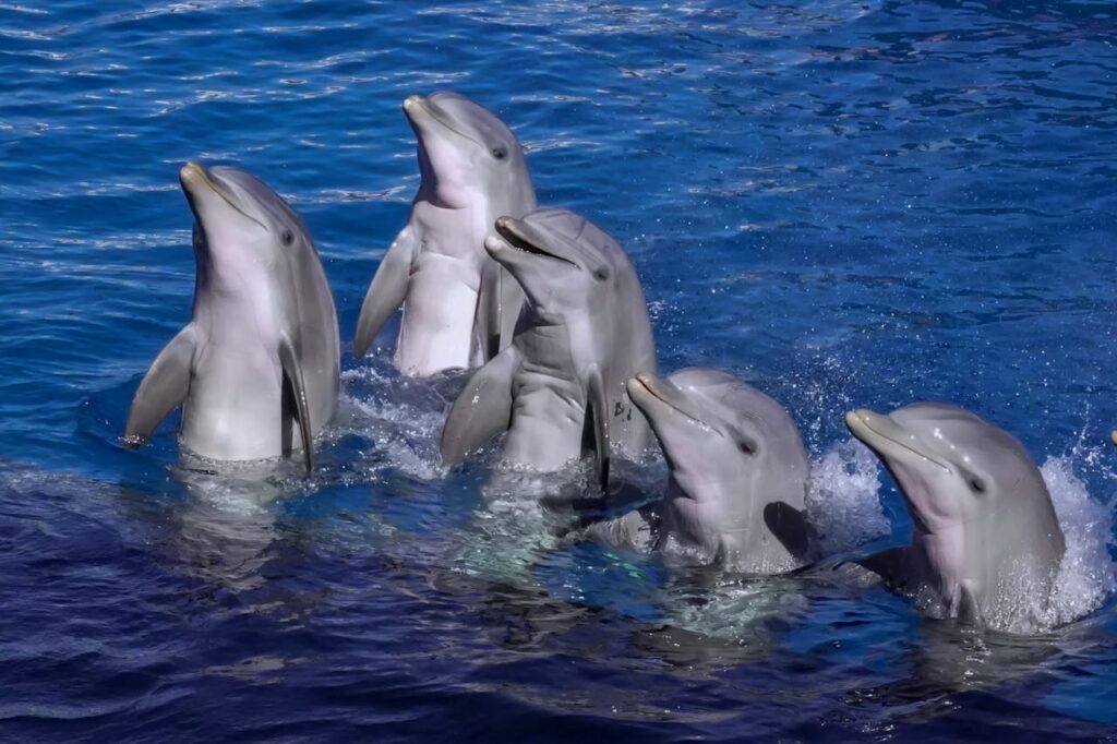 Dolphins