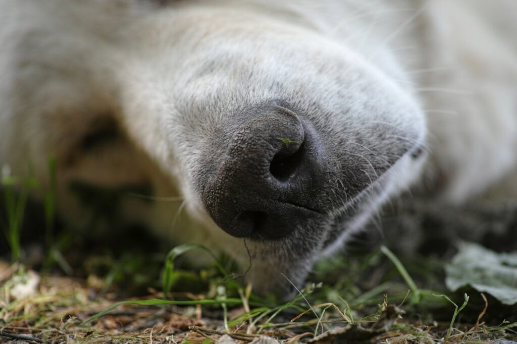 Tick on dog’s fur close-up