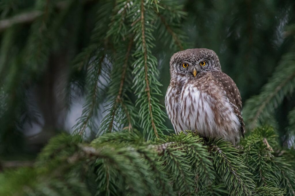Forest Owlet