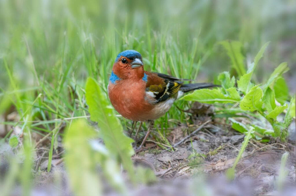 Chaffinch Chirping