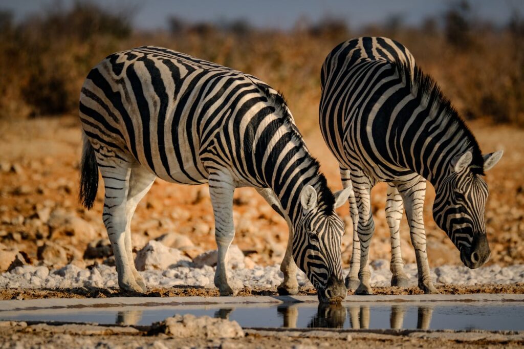 Zebra drinking water