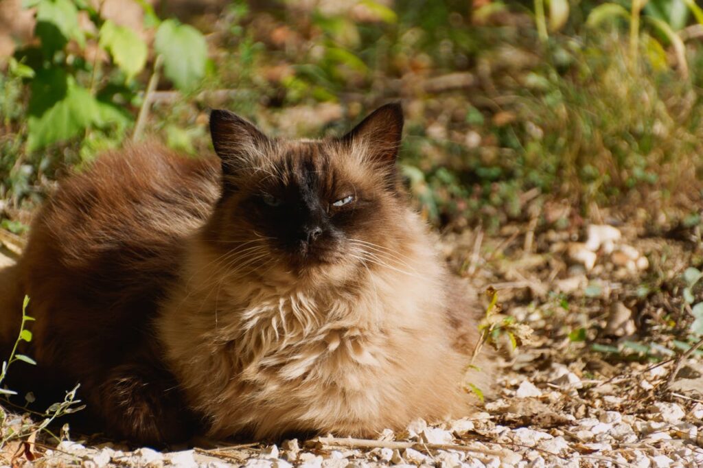 Balinese cat long fur