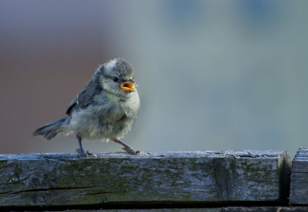 Baby bird with fluffed feather