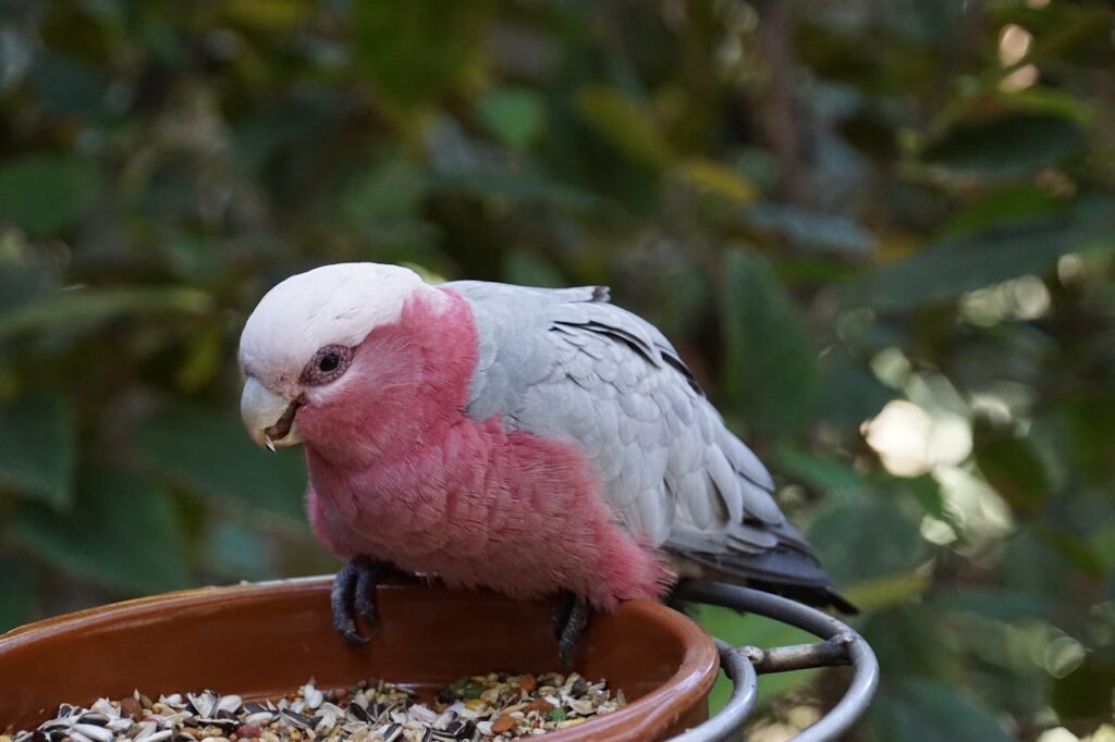 Galah Cockatoo