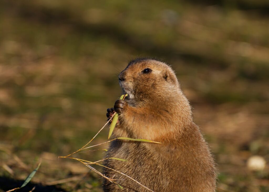 Mexican Prairie Dog