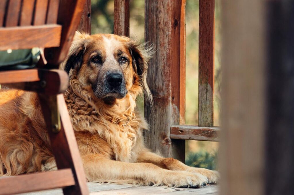 senior dog