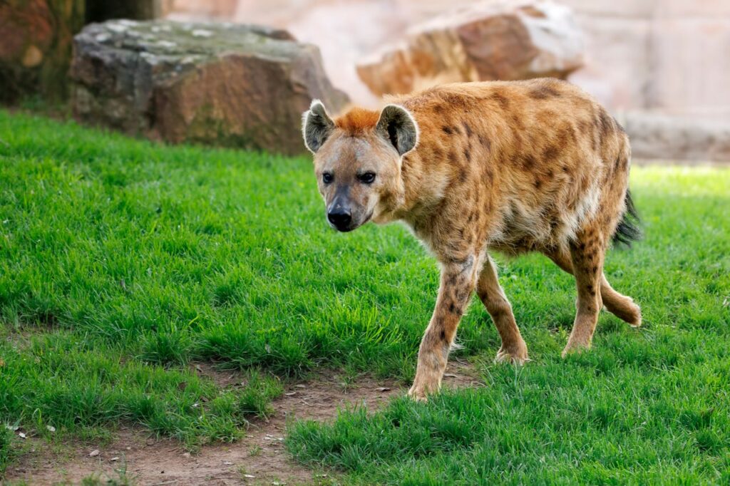 Hyena