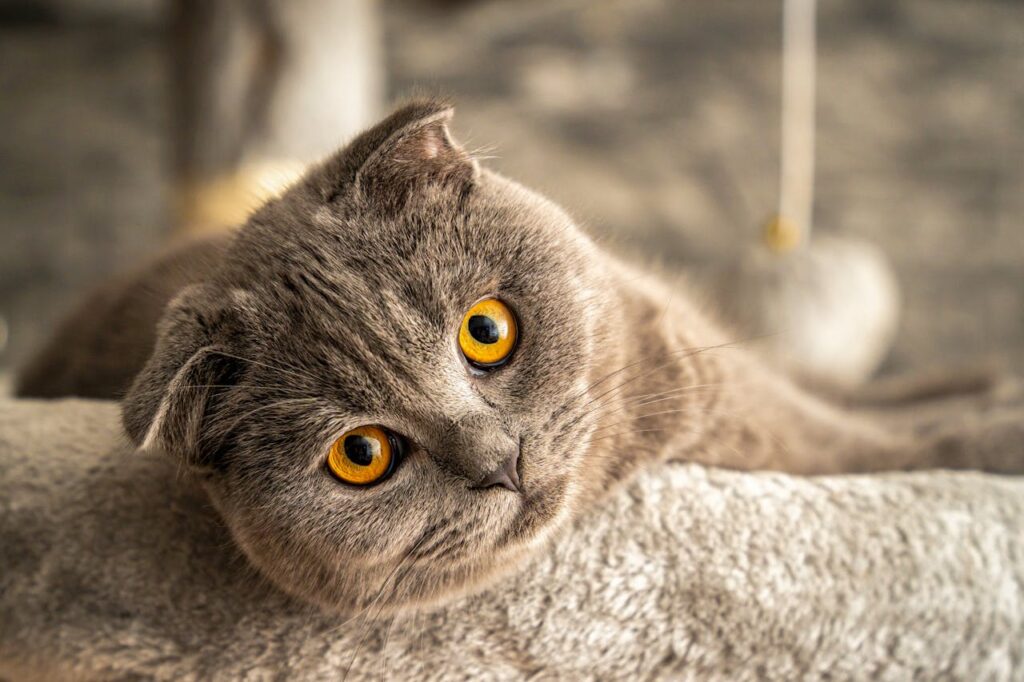 Scottish Fold Cats