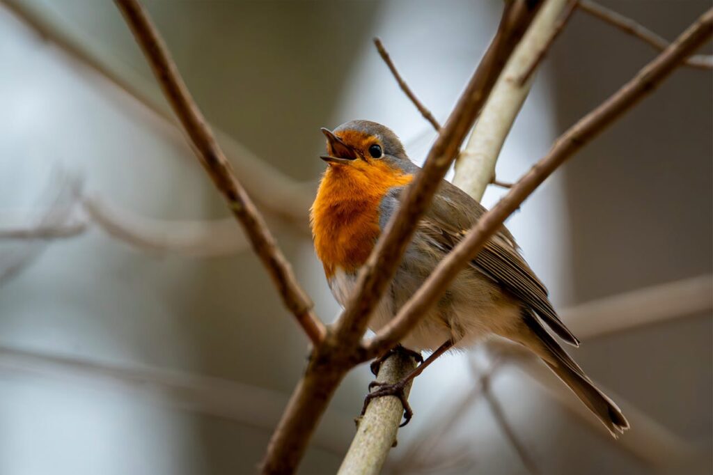 A robin’s territorial song